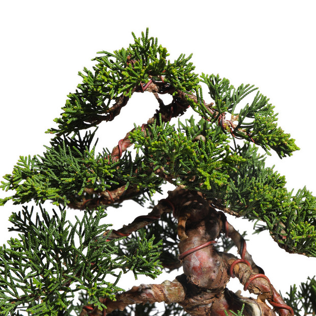 真柏　-Japanese Juniper-　（推定樹齢30年）-M0014- 詳細画像